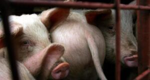 Allevamento intensivo a Sassari, gli animalisti scendono in piazza a manifestare