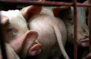 Allevamento intensivo a Sassari, gli animalisti scendono in piazza a manifestare