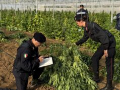 Monastir, scovata maxi piantagione di marijuana: 6 persone in arresto | Video