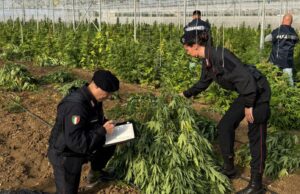 Monastir, scovata maxi piantagione di marijuana: 6 persone in arresto | Video