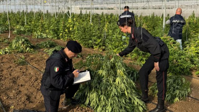 Monastir, scovata maxi piantagione di marijuana: 6 persone in arresto | Video