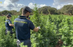 Maxi piantagione di marijuana scoperta a Sedini: sequestrate 4.600 piante