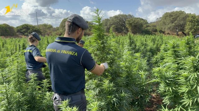 sedini marijuana sequestrata gdf