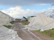 Maltempo Sardegna, grandine e forte vento: devastata azienda agricola oristanese