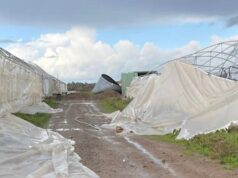 Maltempo Sardegna, grandine e forte vento: devastata azienda agricola oristanese