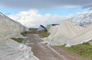 Maltempo Sardegna, grandine e forte vento: devastata azienda agricola oristanese