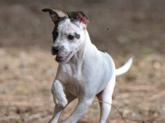 “Adotta un cane e risparmia sulla Tari”, a Samatzai si discute la proposta