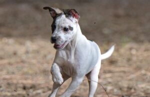 “Adotta un cane e risparmia sulla Tari”, a Samatzai si discute la proposta