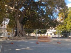 Cagliari, pericolo cedimento: transennato il Ficus di piazza Matteotti