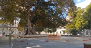 Cagliari, pericolo cedimento: transennato il Ficus di piazza Matteotti