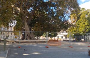 Cagliari, pericolo cedimento: transennato il Ficus di piazza Matteotti
