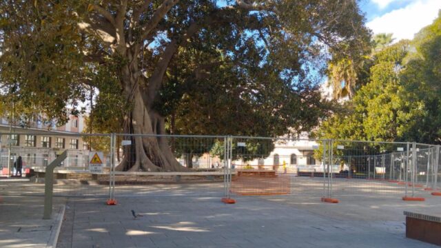ficus-piazza-matteotti