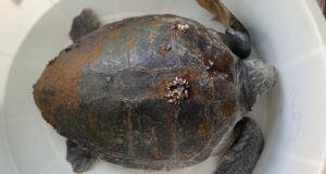 Cala Gonone, torna in mare la Caretta caretta salvata a luglio | Video