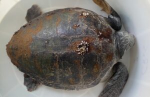 Cala Gonone, torna in mare la Caretta caretta salvata a luglio | Video