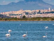 Cagliari, salvaguardia dei fenicotteri rosa: via ai lavori a Molentargius