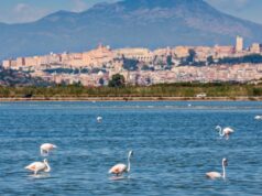 Cagliari, salvaguardia dei fenicotteri rosa: via ai lavori a Molentargius