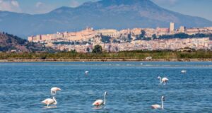 Cagliari, salvaguardia dei fenicotteri rosa: via ai lavori a Molentargius