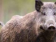 Bonnanaro, lungo la strada statale 131 trovato e soccorso un cinghiale ferito