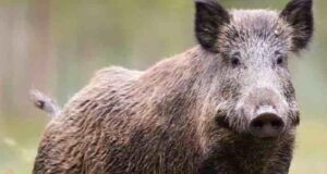 Paura a Campeda, automobile investe 8 cinghiali: autista rimasto illeso