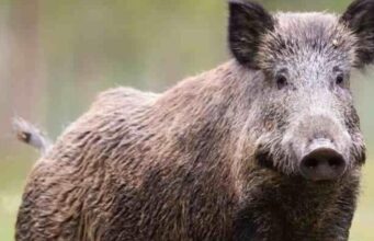 Bonnanaro, lungo la strada statale 131 trovato e soccorso un cinghiale ferito