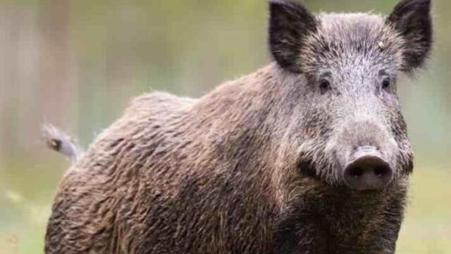 cinghiale-selvatico