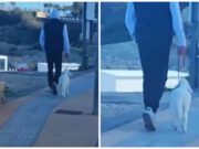 Porto Torres, un agnellino al guinzaglio sul lungomare: il video è virale