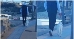 Porto Torres, un agnellino al guinzaglio sul lungomare: il video è virale