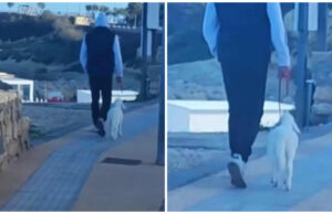Porto Torres, un agnellino al guinzaglio sul lungomare: il video è virale