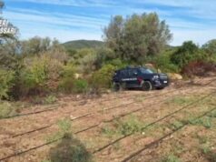 Loiri Porto S.Paolo, scovata maxi piantagione con oltre 2000 piante di canapa