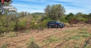 Loiri Porto S.Paolo, scovata maxi piantagione con oltre 2000 piante di canapa