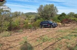 Loiri Porto S.Paolo, scovata maxi piantagione con oltre 2000 piante di canapa