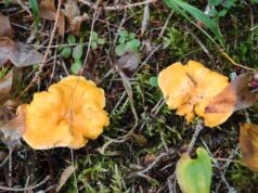 Tempio, fungo dell’olivo scambiato per fungo galletto: due donne intossicate