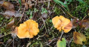 Tempio, fungo dell’olivo scambiato per fungo galletto: due donne intossicate