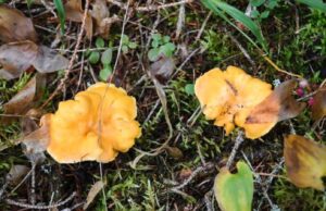 Tempio, fungo dell’olivo scambiato per fungo galletto: due donne intossicate