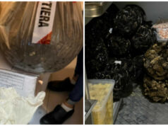 Cagliari, sequestrati 40 kg di molluschi irregolari in un ristorante etnico