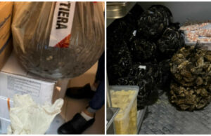 Cagliari, sequestrati 40 kg di molluschi irregolari in un ristorante etnico