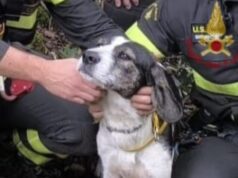 Santadi, portati in salvo un cane e una capra bloccati a 520m di altitudine