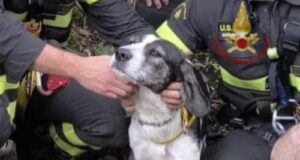 Santadi, portati in salvo un cane e una capra bloccati a 520m di altitudine