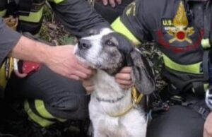 Santadi, portati in salvo un cane e una capra bloccati a 520m di altitudine