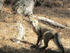 I gatti in Europa? I primi arrivarono in Sardegna: lo rivela uno studio