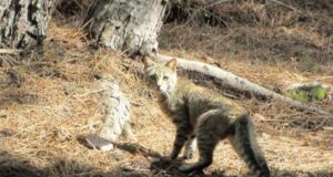 I gatti in Europa? I primi arrivarono in Sardegna: lo rivela uno studio