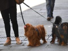 Allarme a Sassari, presunta truffa su danni causati dai cani alle automobili