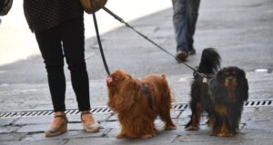 Allarme a Sassari, presunta truffa su danni causati dai cani alle automobili