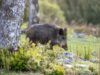 Caccia al cinghiale anche il 31 gennaio, monta la polemica: “Giornata assurda”