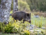 Regione Sardegna, incidenti causati da fauna selvatica: contributi ai comuni colpiti