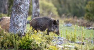 Regione Sardegna, incidenti causati da fauna selvatica: contributi ai comuni colpiti