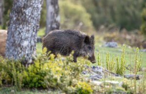 Regione Sardegna, incidenti causati da fauna selvatica: contributi ai comuni colpiti
