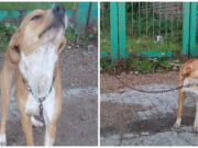 Sassari, cane abbandonato e legato al cancello