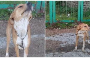 Sassari, cane abbandonato e legato al cancello