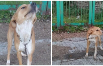 Sassari, cane abbandonato e legato al cancello